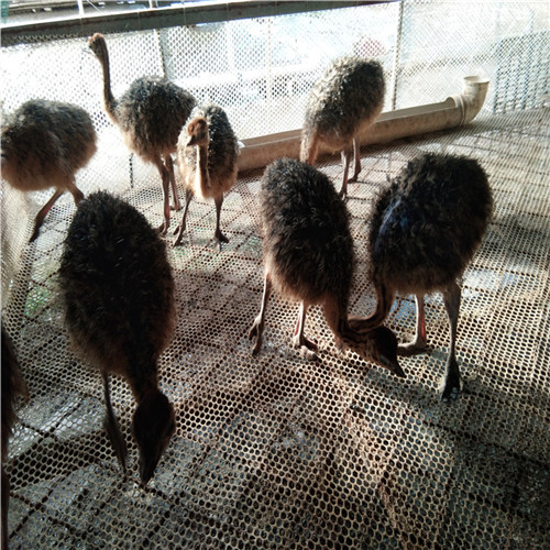 脫溫鴕鳥苗兩只多少錢濟寧特種養殖基地報價